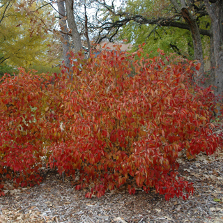 The Morton Arboretum