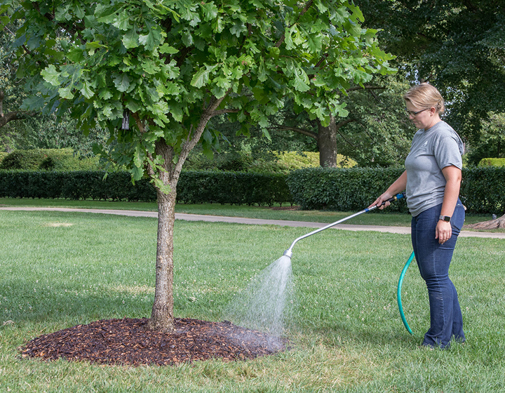 Photograph of a woman watering a tree