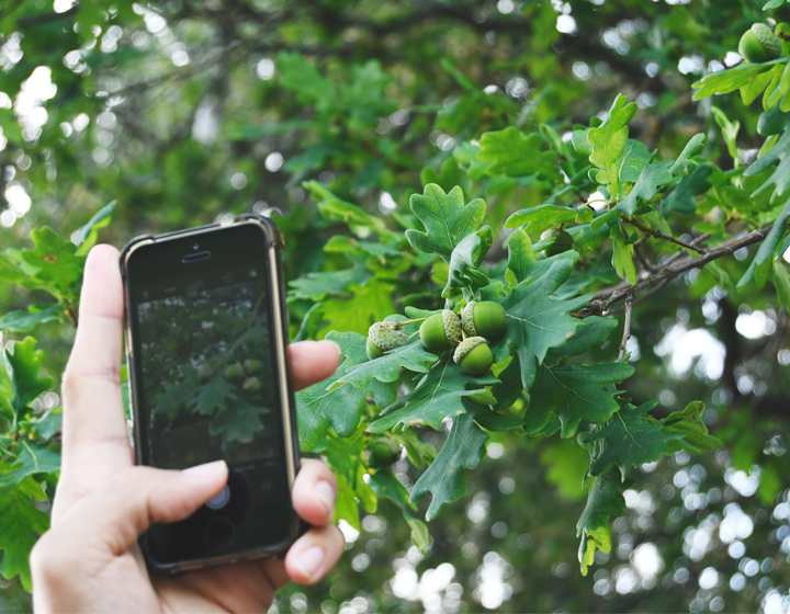 Photograph of an iphone user taking pictures of an oak leaf with acorns