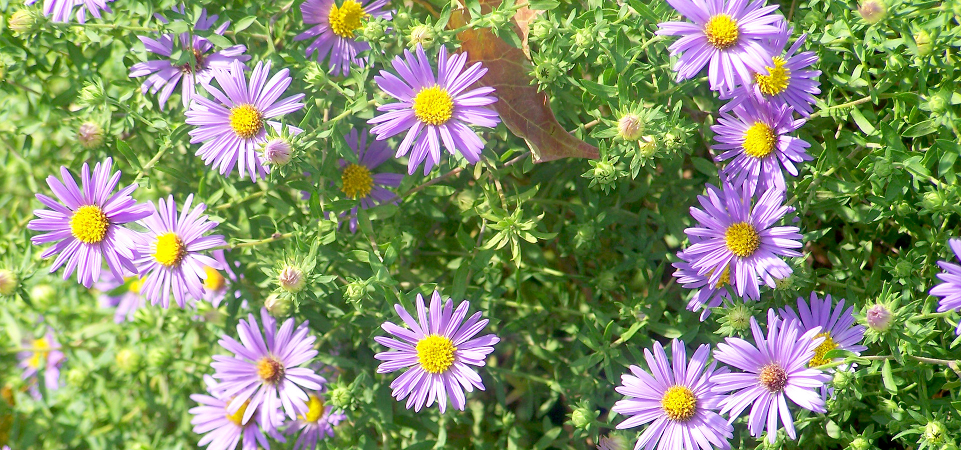 A photograph of the purple flowers of Aster oblongifolius, October Skies aromatic aster