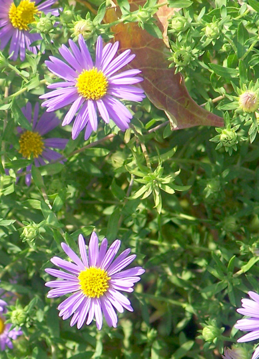 A photograph of the purple flowers of Aster oblongifolius, October Skies aromatic aster