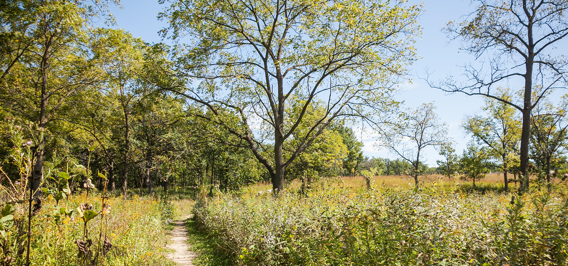 A photograph of an oak savanna located at the edges of the Schulenberg Prairie on The Morton Arboretum's West Side