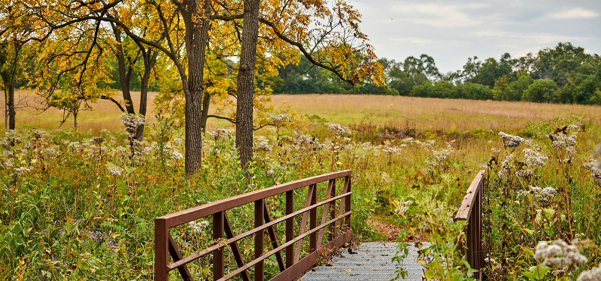 Photograph of a walking bridge and tallgrass prairie flowers and trees found in The Morton Arboretum's Schulenberg Prairie on the Arboretum's West Side