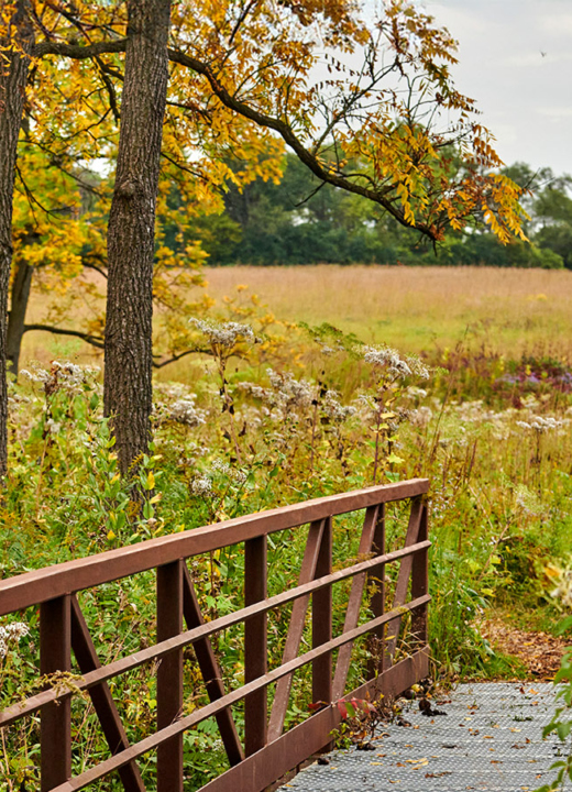 Photograph of a walking bridge and tallgrass prairie flowers and trees found in The Morton Arboretum's Schulenberg Prairie on the Arboretum's West Side