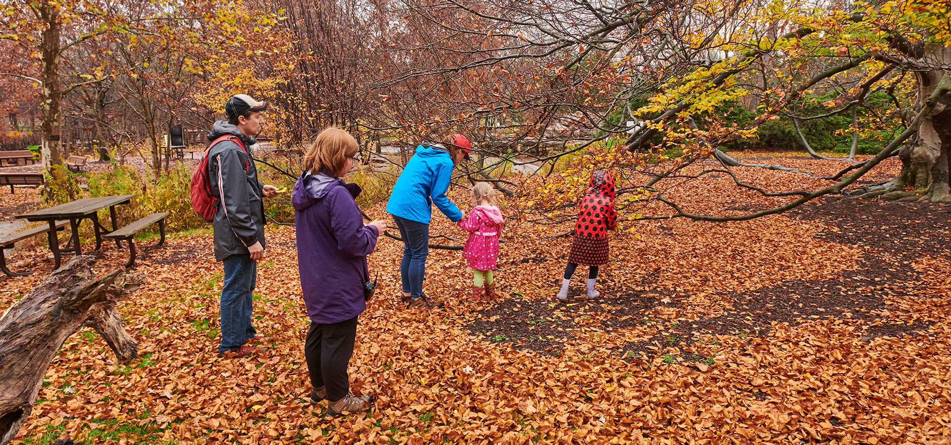 A family group with children playing in orange leaves fallen on the ground