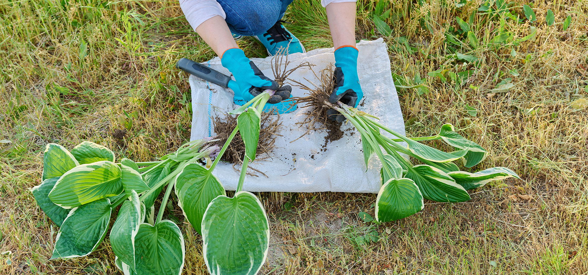 A gardener working to propagate two Pothos plants