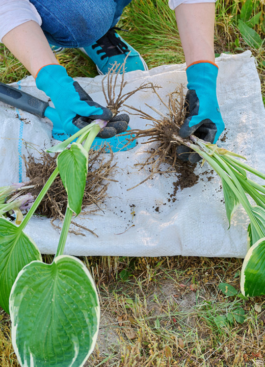 A gardener working to propagate two Pothos plants