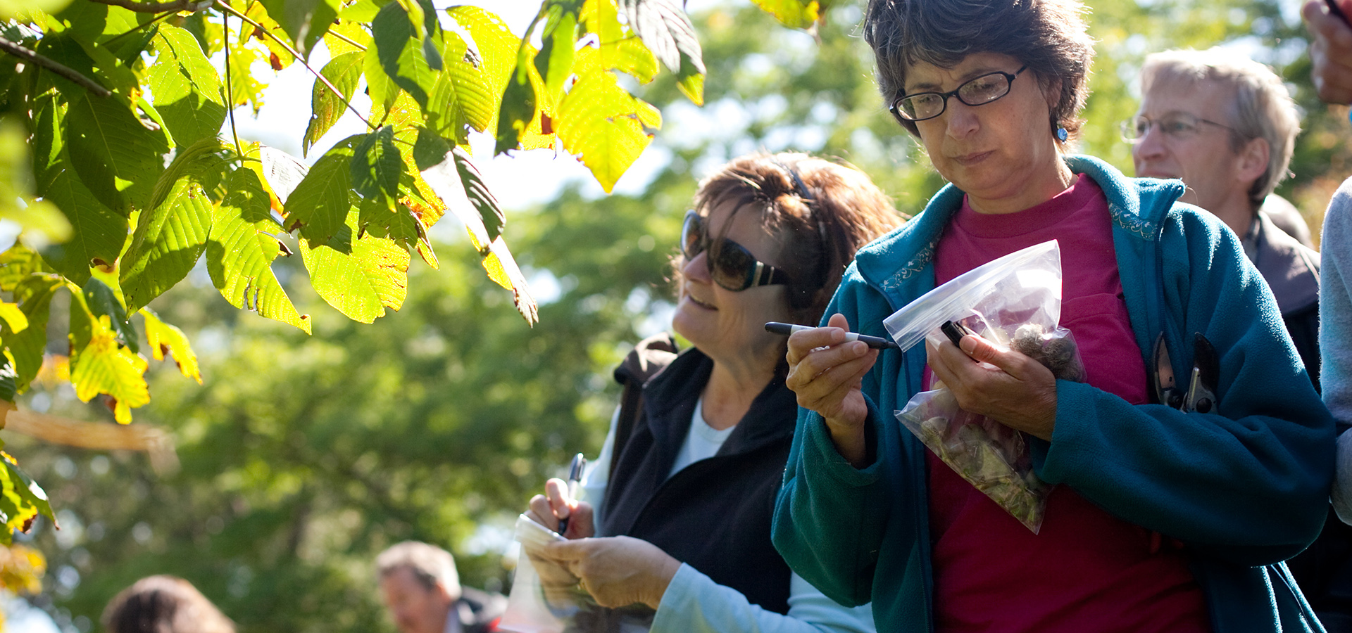 Students collection oak acorns and evaluating trees for their seeds