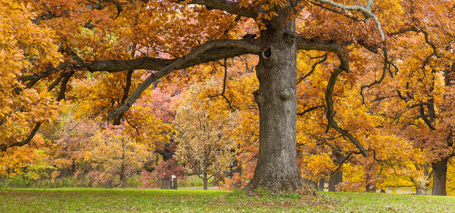 A photograph of an oak tree showing brilliant orange fall color