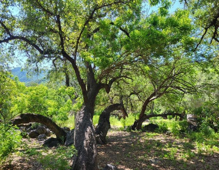The Morton Arboretum