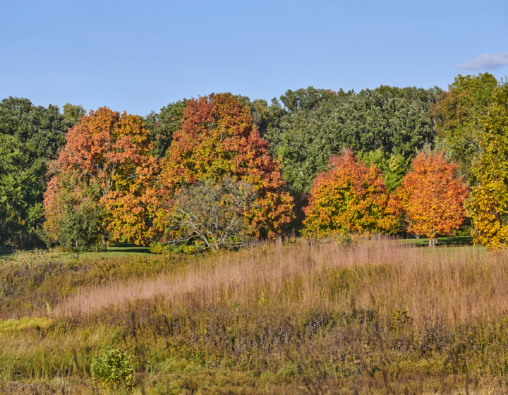 A row of trees on The Morton Arboretum's East Side show fall color