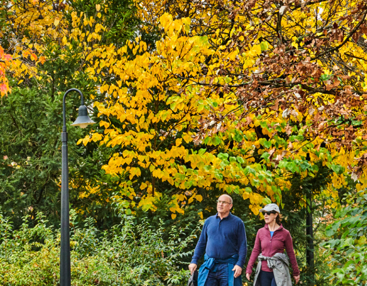 Photograph of two visitors walking under fall canopy on the Joy Path found on The Morton Arboretum's West Side