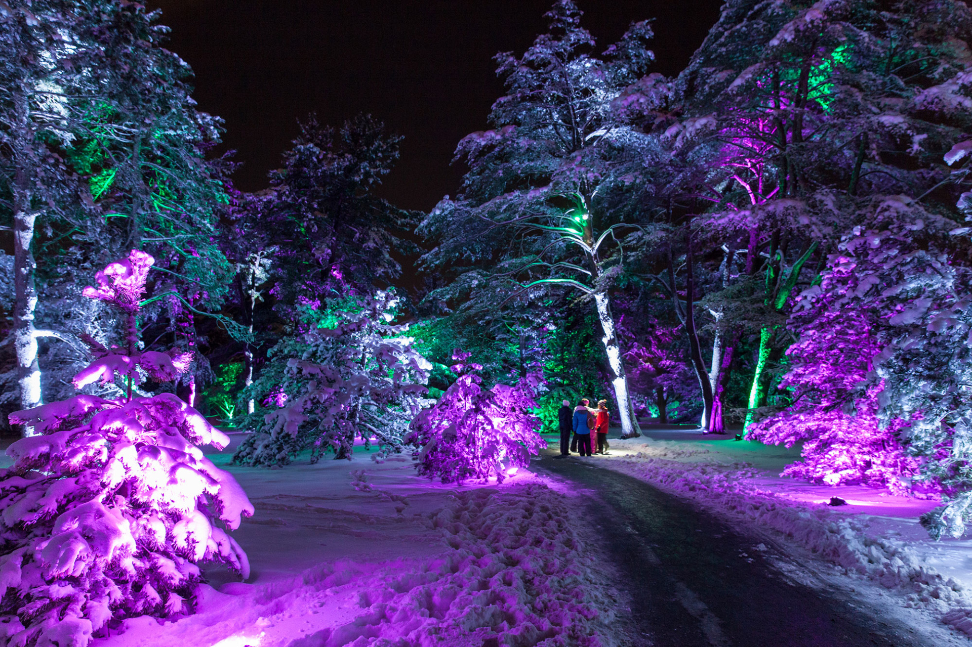 A path awash in purple light along the path of Illumination: Tree Lights at The Morton Arboretum