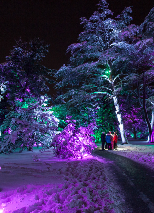 A path awash in purple light along the path of Illumination: Tree Lights at The Morton Arboretum