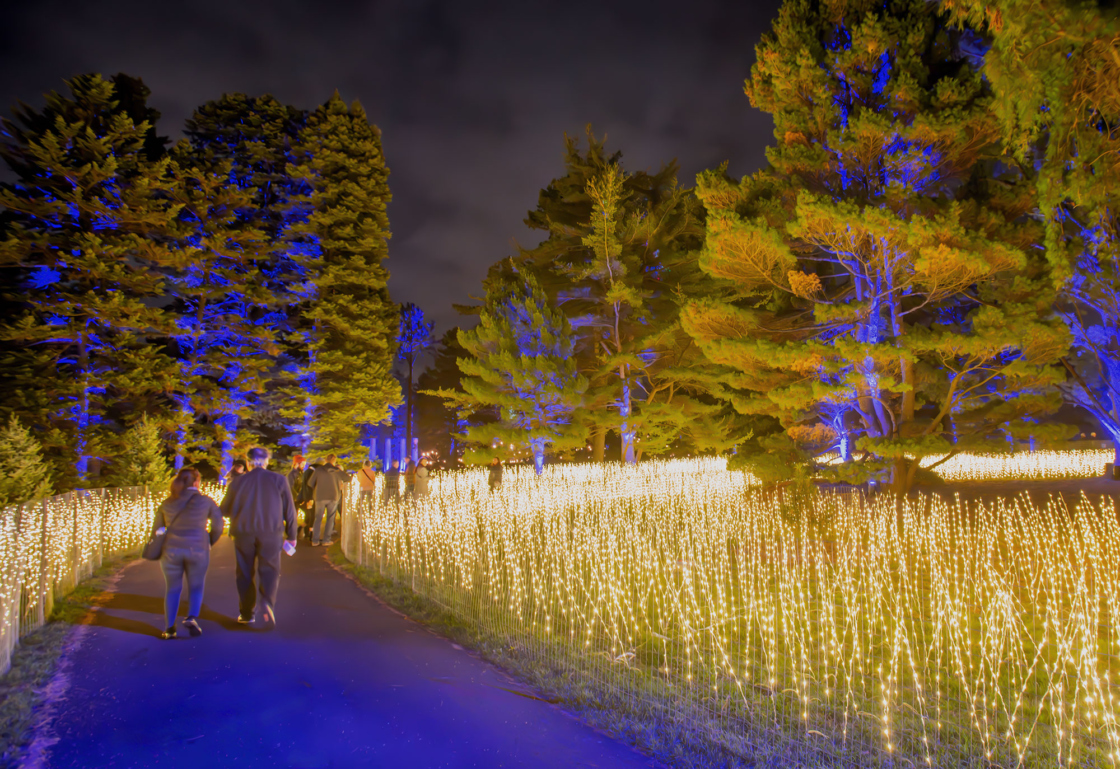Light installation in a meadow during Installation: Tree Lights at The Morton Arboretum