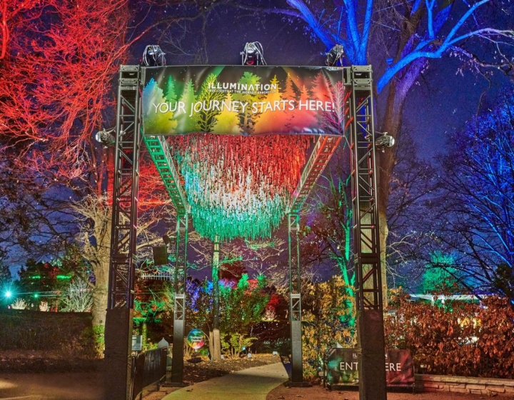 Illumination entry at night with red and blue lights on tree branches