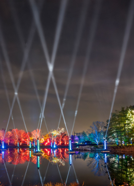 Searchlights in the night sky during Illumination: Tree Lights at The Morton Arboretum