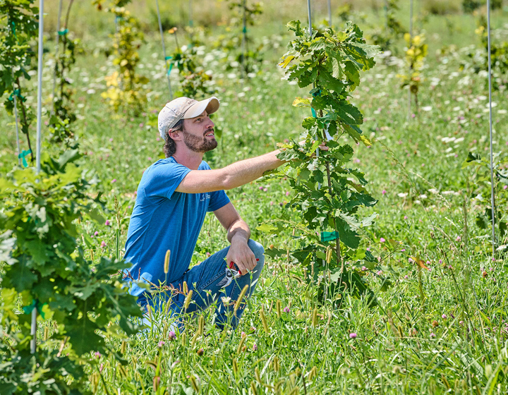 Research horticulturist Jon Steele tends saplings in Ware Field