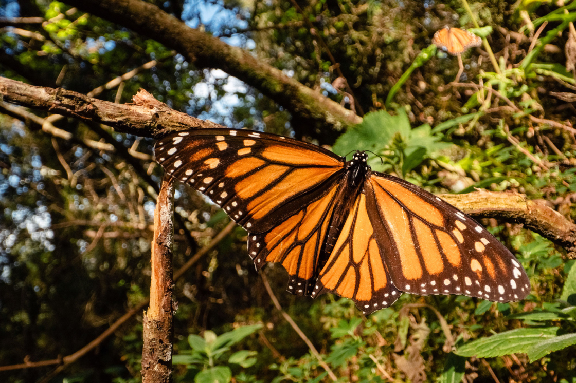 Monarch butterfly perched on a branch with wings outstretched