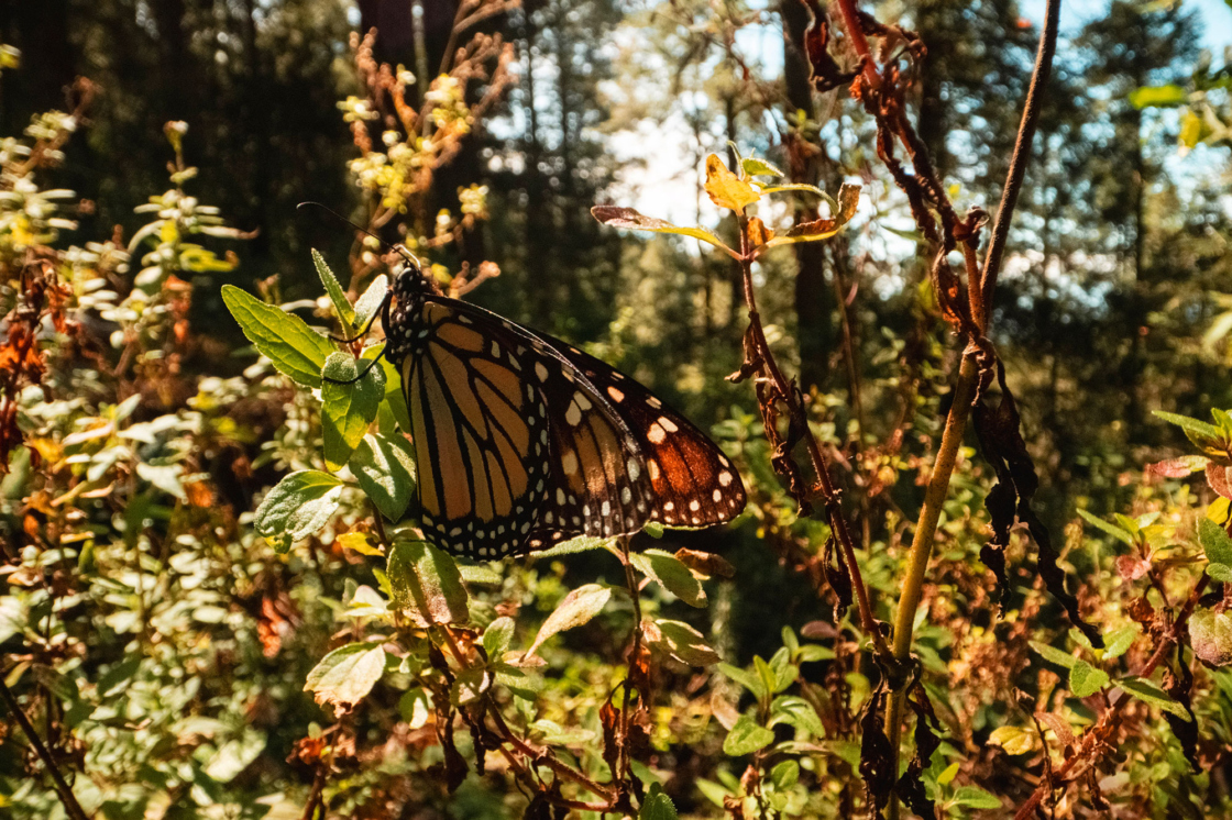 Monarch butterfly perched on a small tree