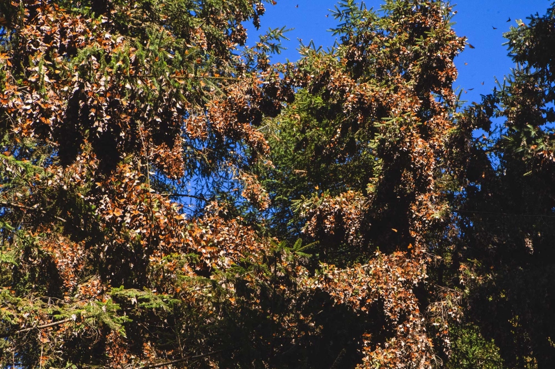 Photo of oak and pine-oak forest in Mexico