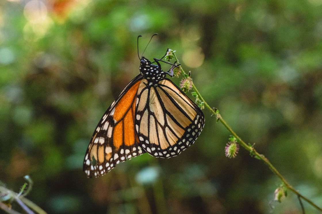 Closeup of a Monarch butterfly perched on a thin stem