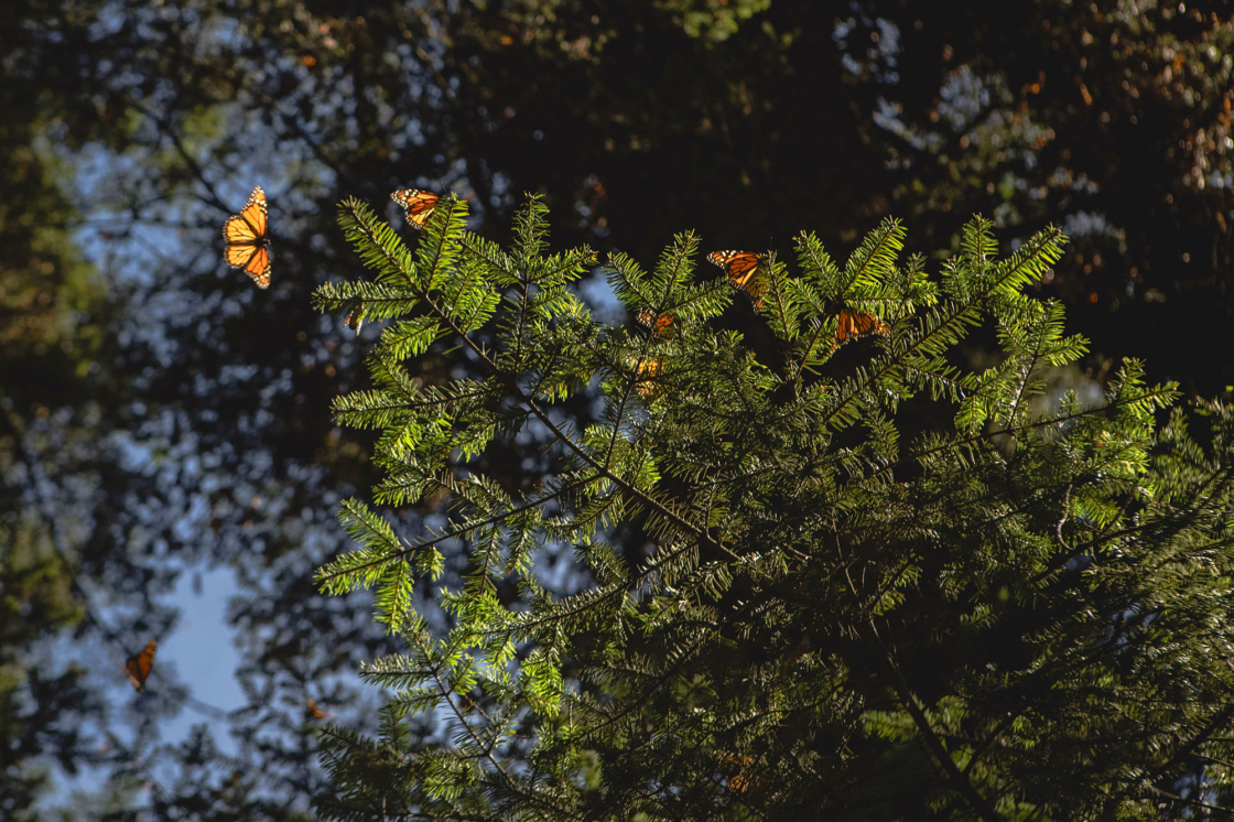 Monarch butterflies land on the branches of pine-oaks