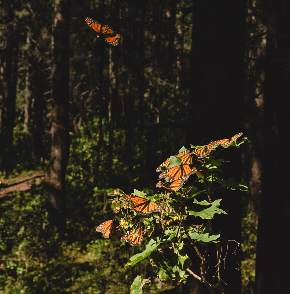 Photo of a group of monarch butterflies alighting on a small tree