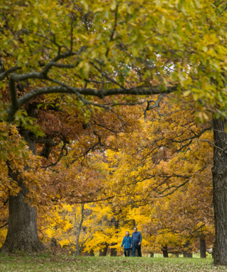 The Morton Arboretum