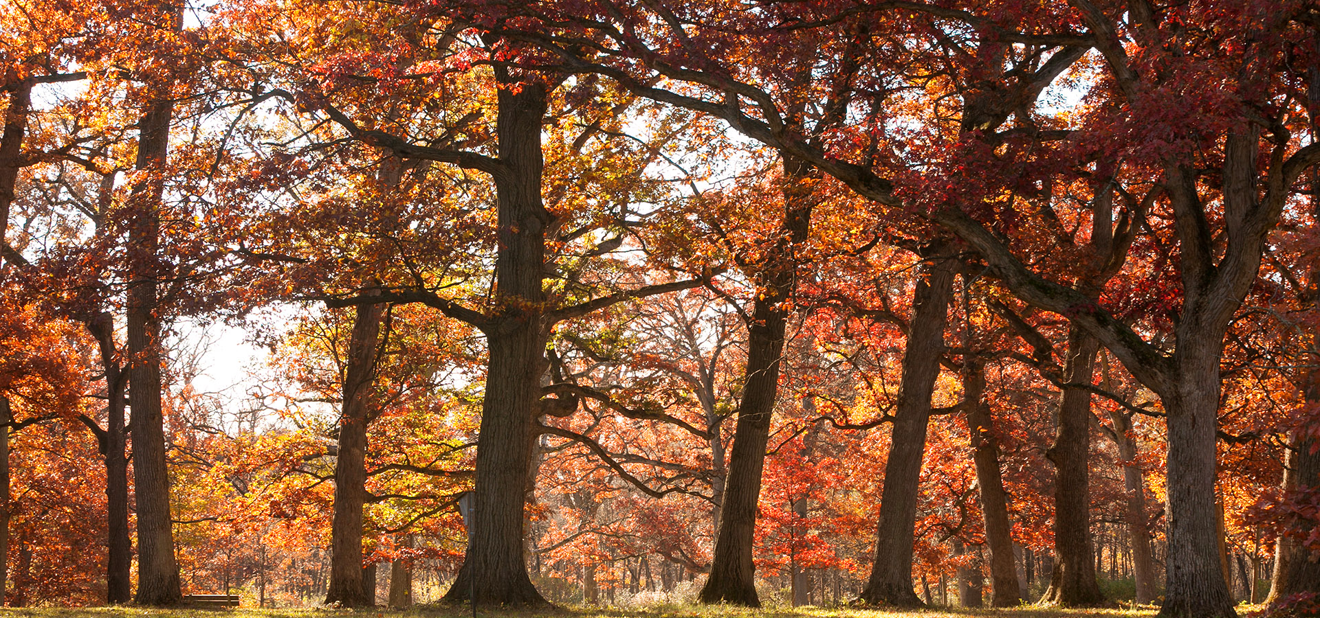 The Morton Arboretum