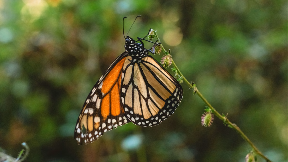 Photography of a monarch butterfly landing on a plant