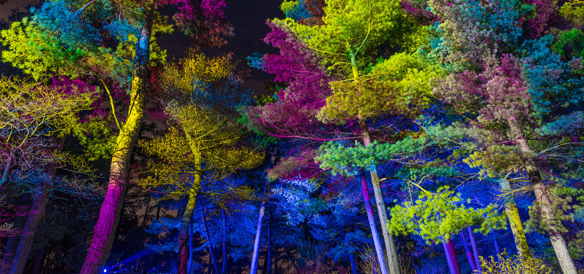 Red, purple, and blue lights reflect off the needles of tall conifers during Illumination: Tree Lights at The Morton Arboretum