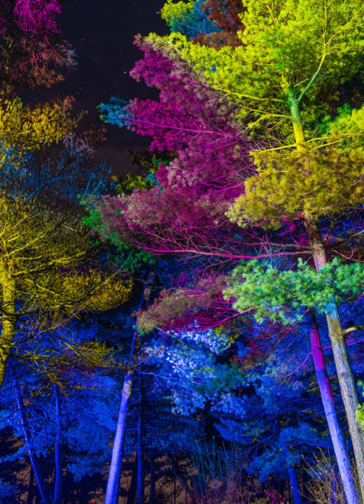 Red, purple, and blue lights reflect off the needles of tall conifers during Illumination: Tree Lights at The Morton Arboretum