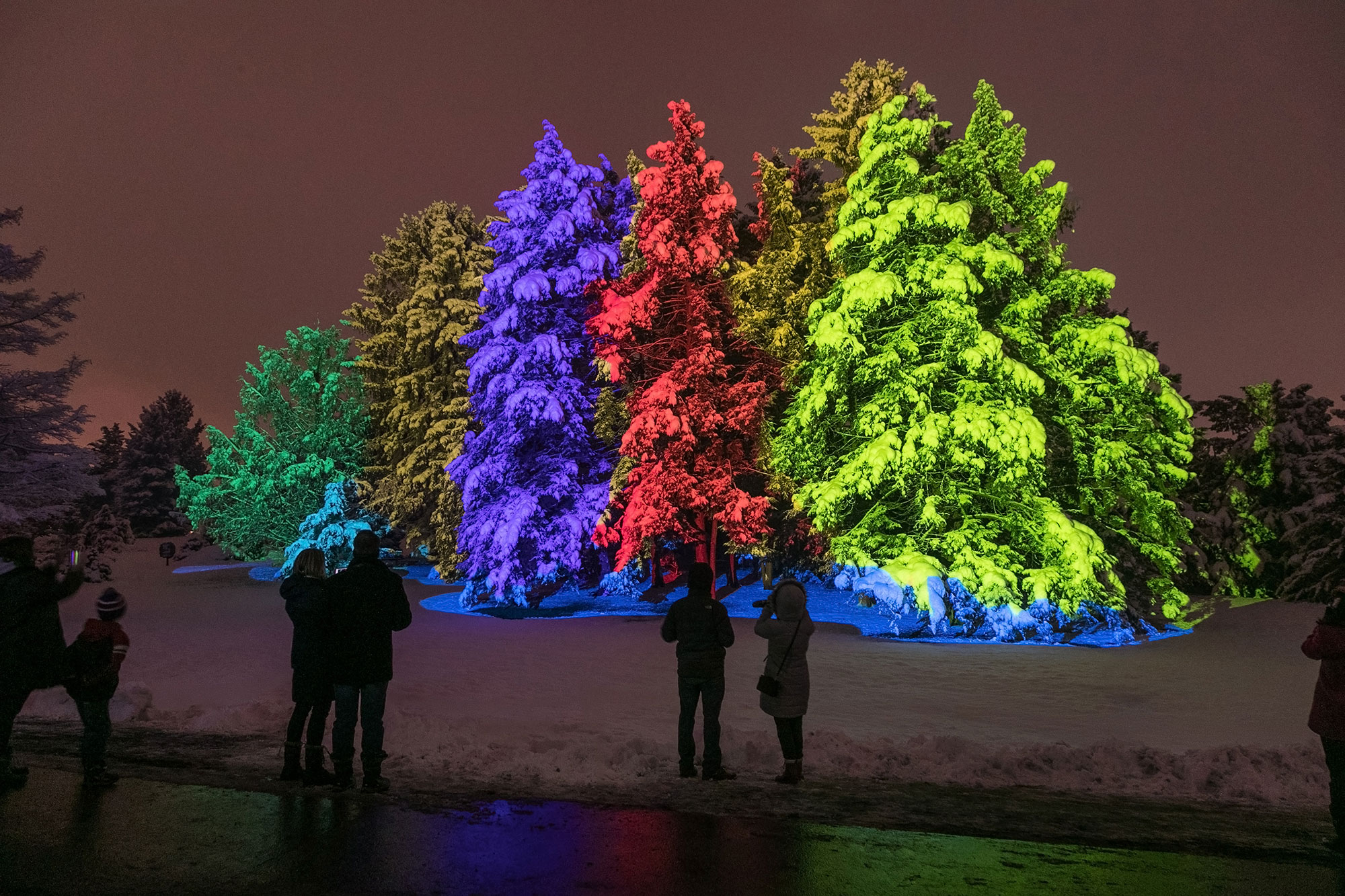 A stand of conifers brightly lit against the night sky during Illumination: Tree Lights at The Morton Arboretum