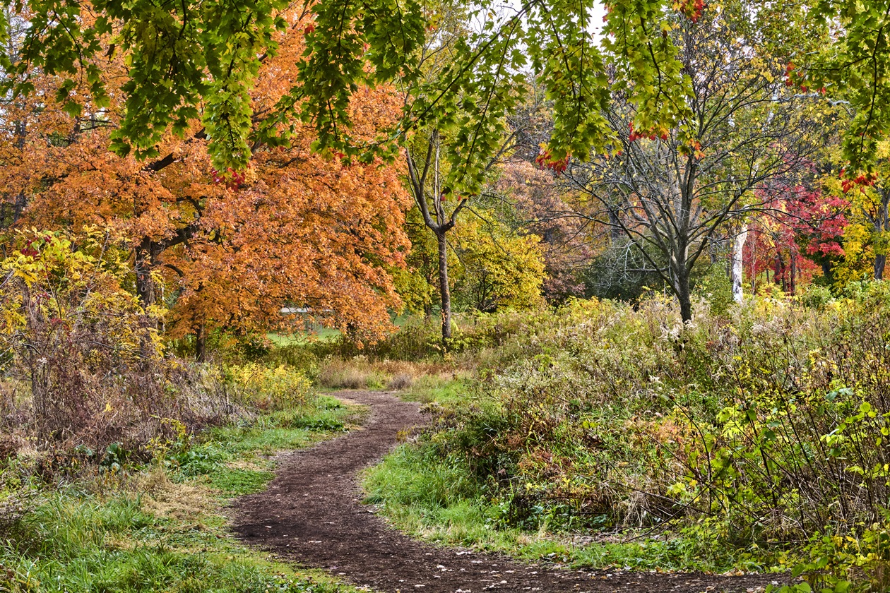 Chipped path at The Morton Arboretum winding through trees and plants showing fall colors