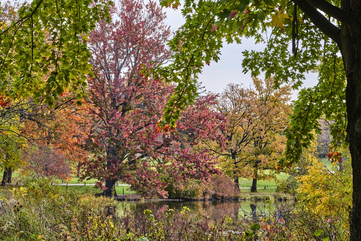 Trees next to a lake showing purple and gold fall colors at The Morton Arboretum