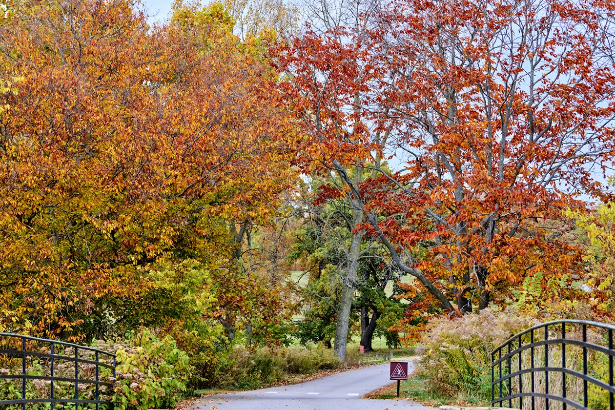 Tall trees showing red and orange fall color at The Morton Arboretum