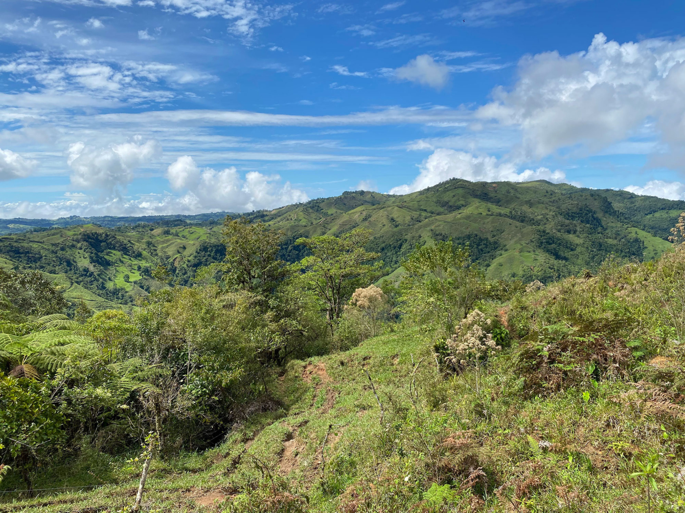 Isolated landscape in Mesoamerica with oak trees