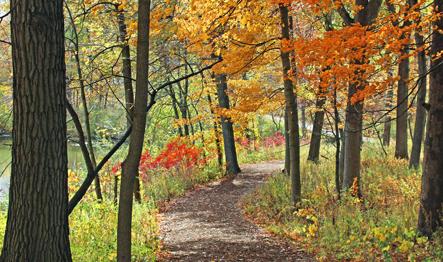 Orange, red, and yellow colors in The Morton Arboretum's woodlands