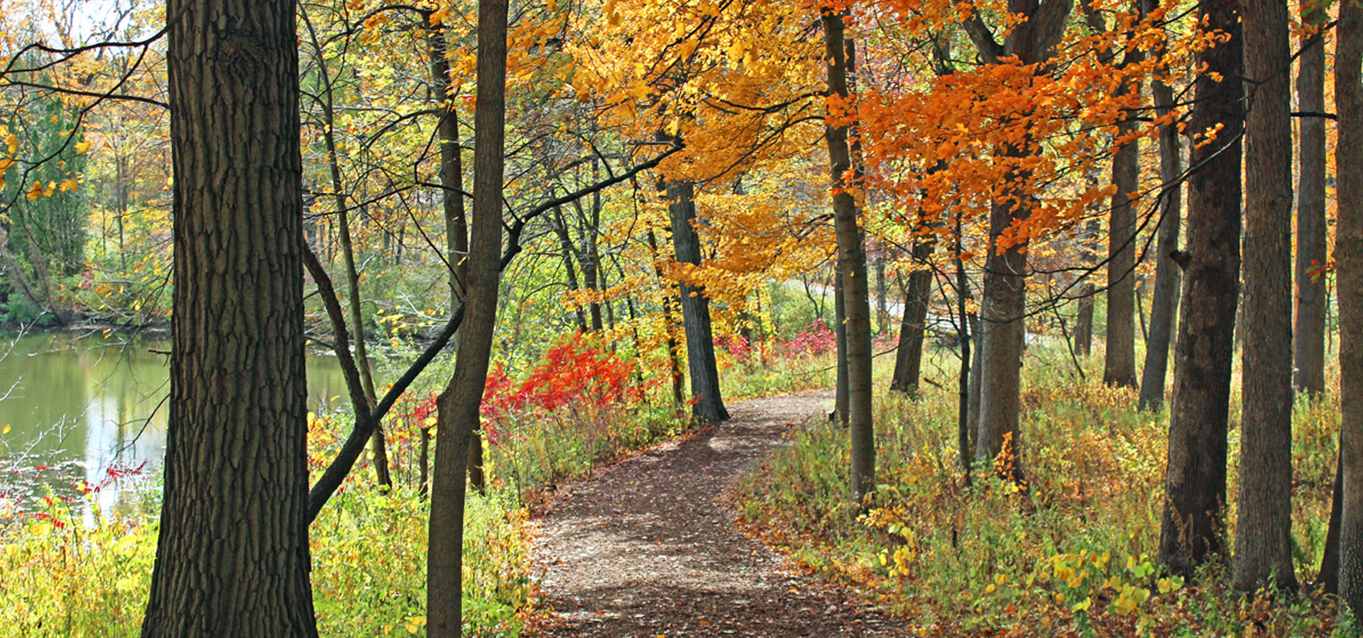 Orange, red, and yellow colors in The Morton Arboretum's woodlands