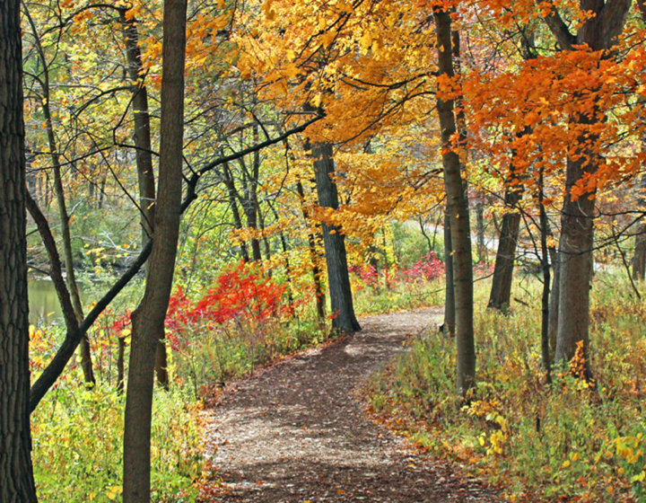 Orange, red, and yellow colors in The Morton Arboretum's woodlands