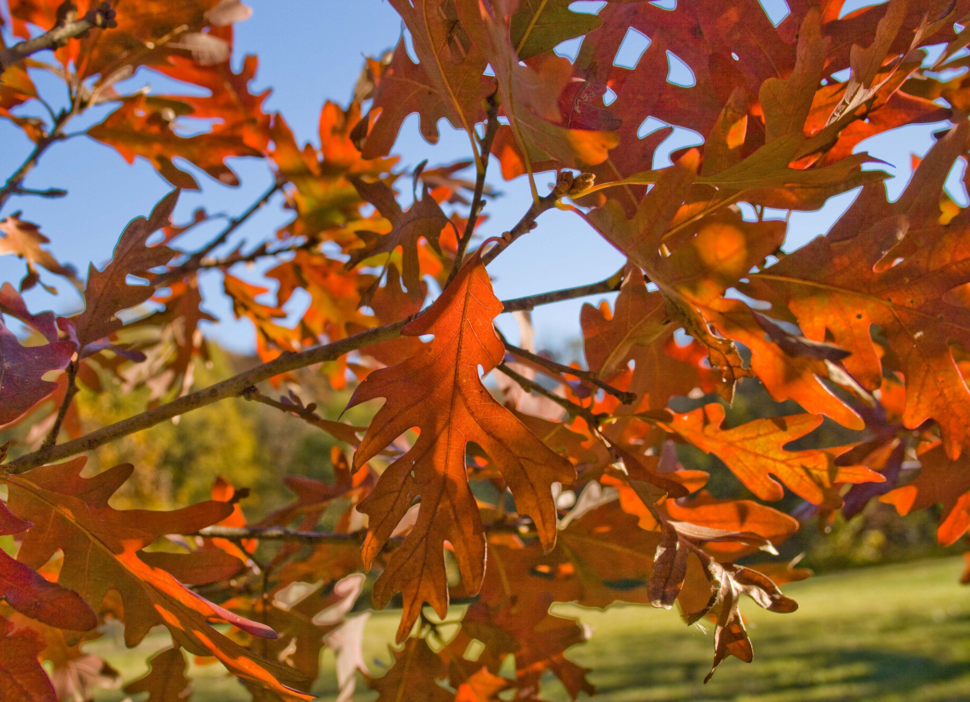 Closeup of bur oak leaves showing fall color at The Morton Arboretum