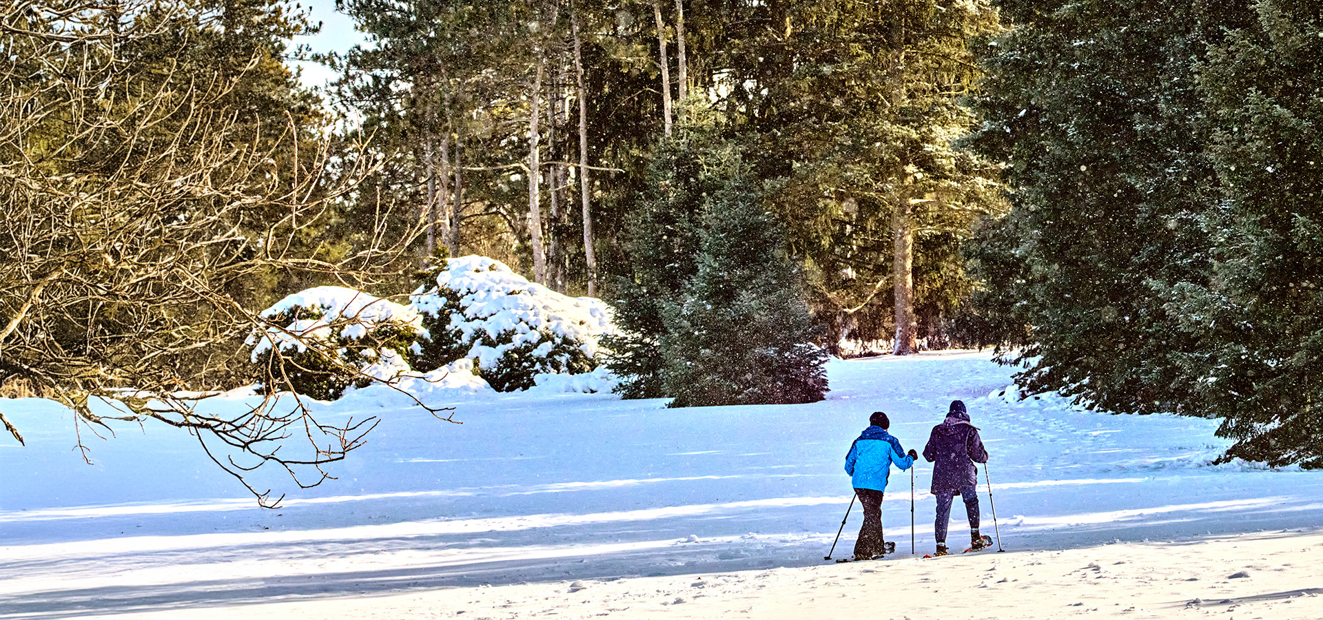 The Morton Arboretum