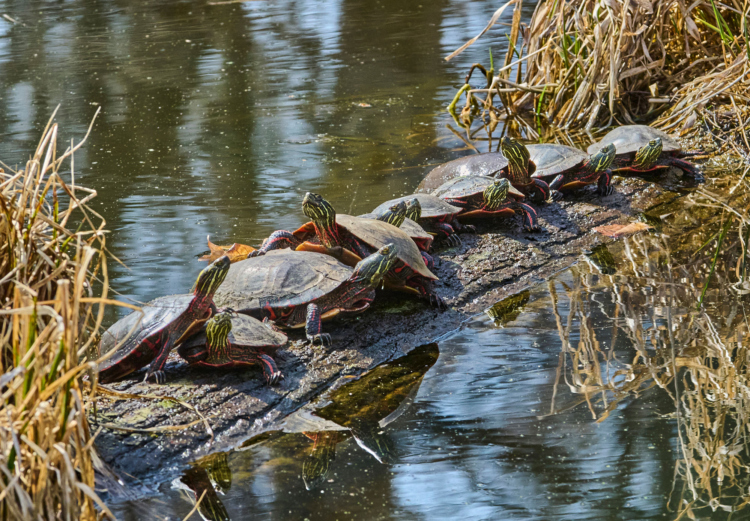 Turtles resting on a log in the sun