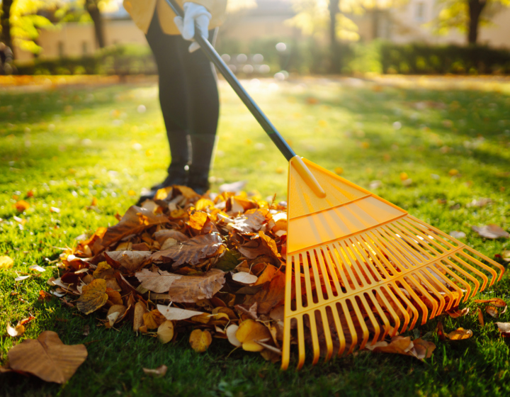 Stock photo of fallen leaves being raked on a lawn