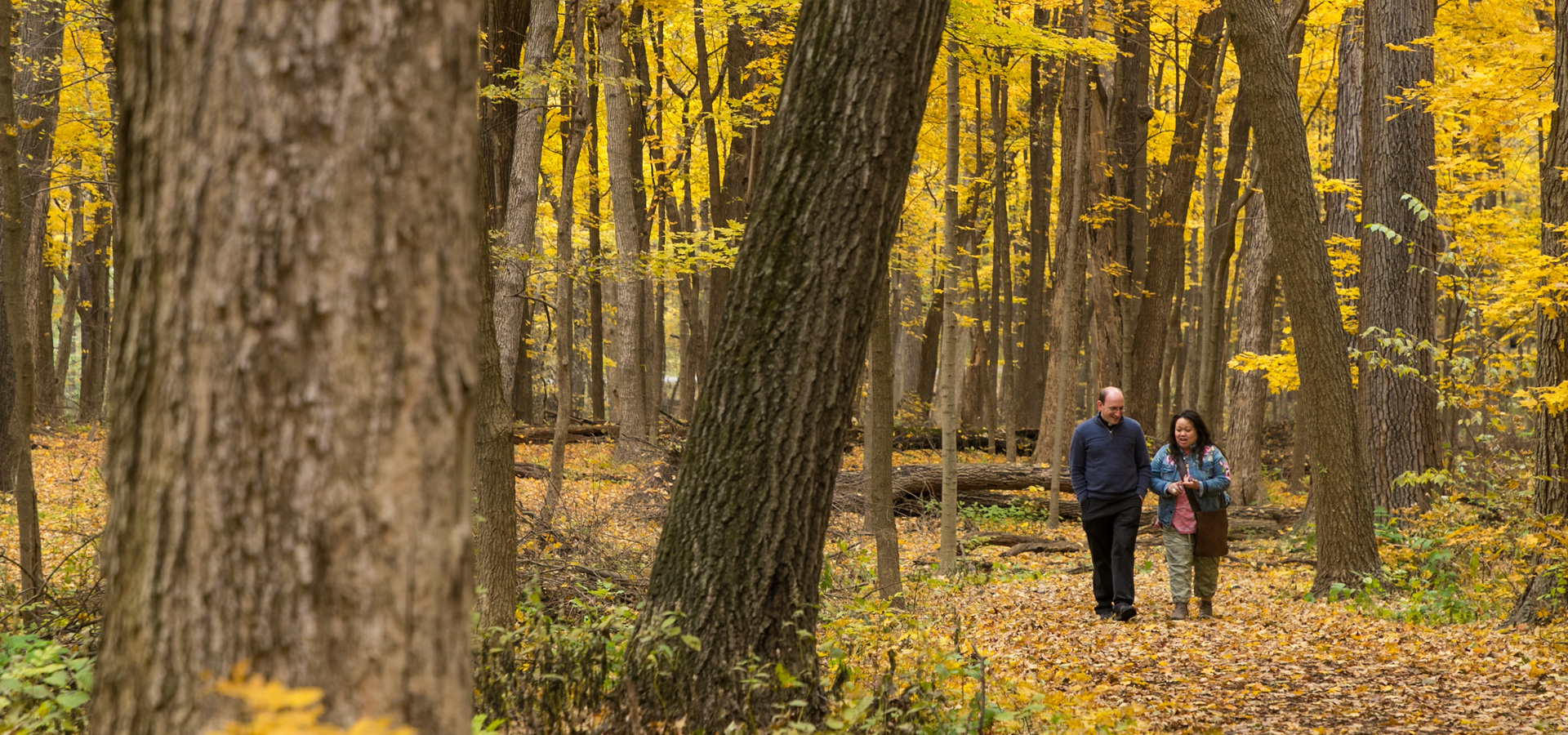 The Morton Arboretum