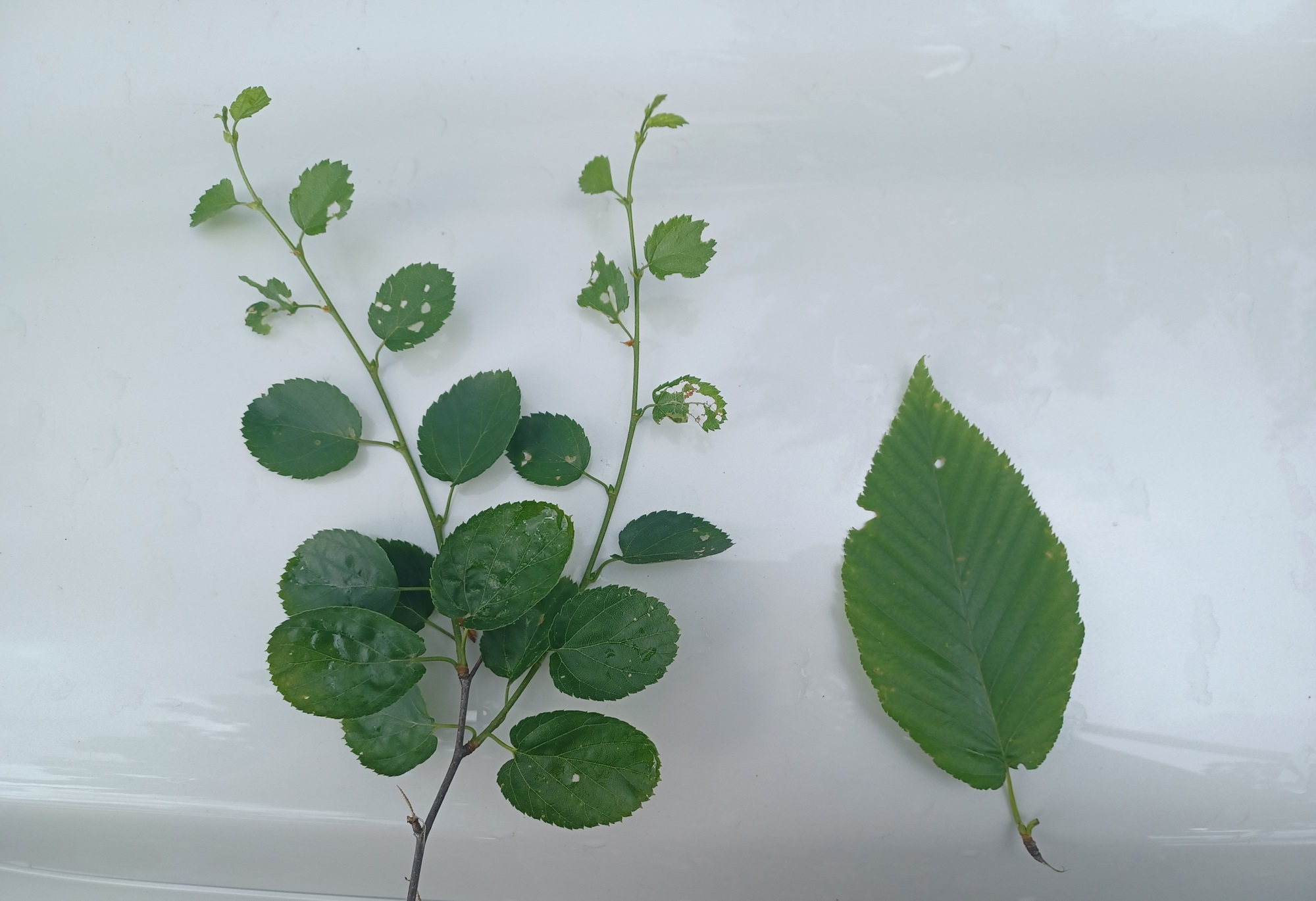 The Morton Arboretum