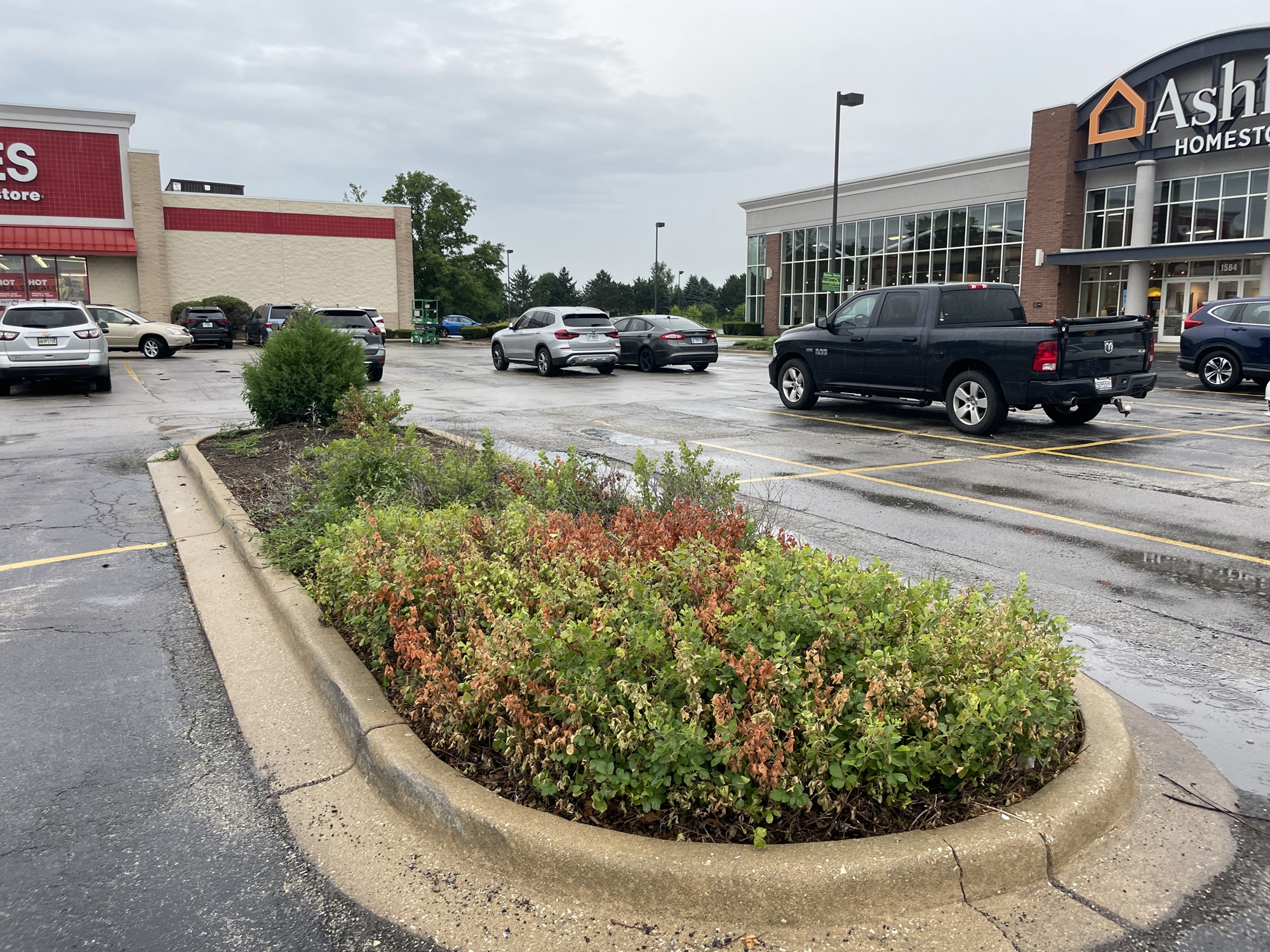 The Morton Arboretum