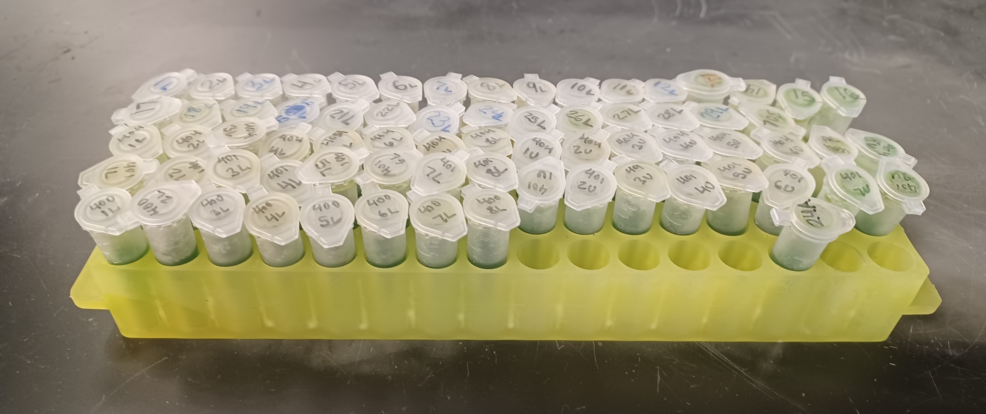 The Morton Arboretum