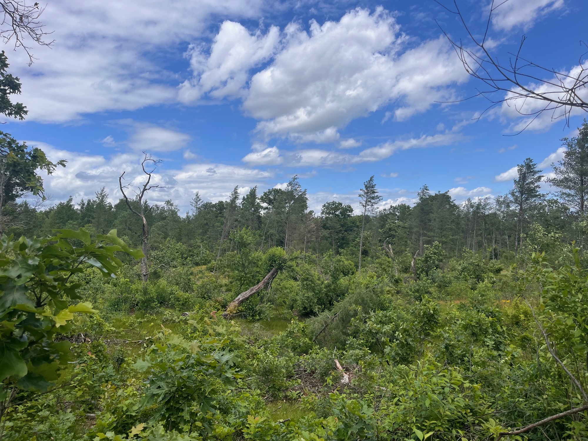 The Morton Arboretum